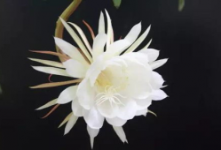 昙花一现的视频,瞬间绽放的美丽瞬间